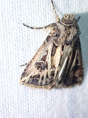 Agrotis gladiaria