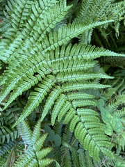 Dryopteris