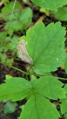 Phytomyza actaeivora