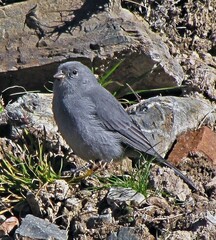 Geospizopsis unicolor