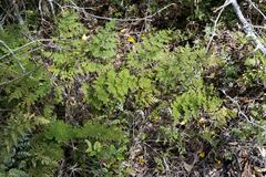 Cheilanthes bergiana