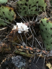 Opuntia phaeacantha