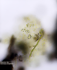 Chlorophyceae