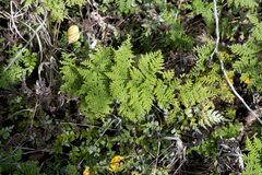 Cheilanthes bergiana