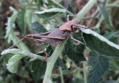 Thyreonotus corsicus
