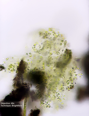 Chlorophyceae
