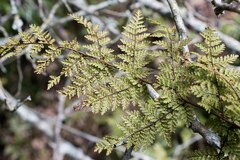 Cheilanthes bergiana
