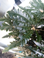 Plerandra elegantissima