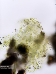 Chlorophyceae