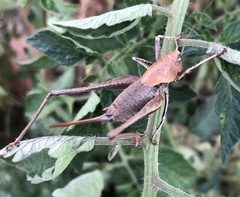 Thyreonotus corsicus