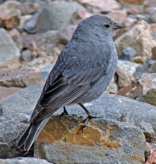 Geospizopsis unicolor