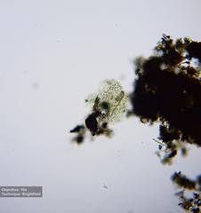 Chlorophyceae
