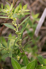 Clutia hirsuta