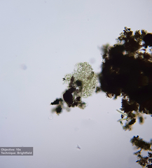 Chlorophyceae