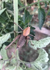 Thyreonotus corsicus