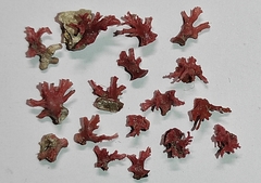 Miniacina miniacea