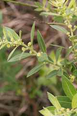 Clutia hirsuta