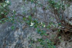 Philadelphus texensis