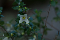 Philadelphus texensis