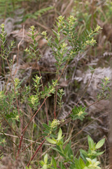 Clutia hirsuta