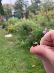 Rhyssomatus lineaticollis