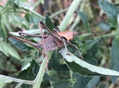 Thyreonotus corsicus