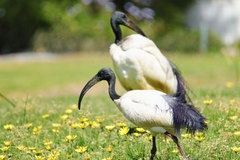 Threskiornis aethiopicus