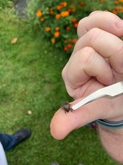 Rhyssomatus lineaticollis