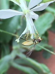 Syrphidae