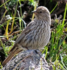 Geospizopsis unicolor