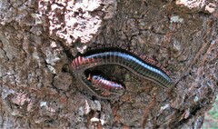 Doratogonus infragilis
