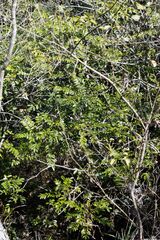 Cnestis polyphylla