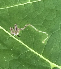 Amauromyza pleuralis