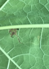 Amauromyza pleuralis