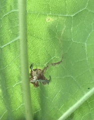 Amauromyza pleuralis