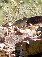 Geospizopsis unicolor