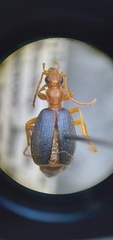 Brachinus