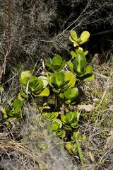Cotyledon orbiculata