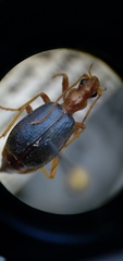 Brachinus