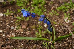 Scilla