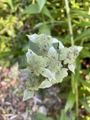 Pycnanthemum muticum