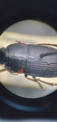Anisodactylus rusticus