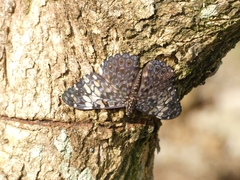 Hamadryas fornax