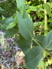 Pycnanthemum muticum