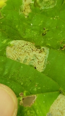 Phyllonorycter tiliacella