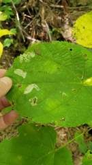 Phyllonorycter tiliacella