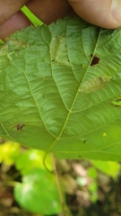 Phyllonorycter tiliacella
