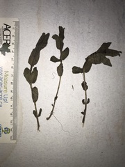 Hypericum ellipticum