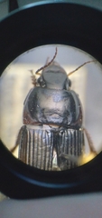 Anisodactylus merula