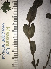 Hypericum ellipticum